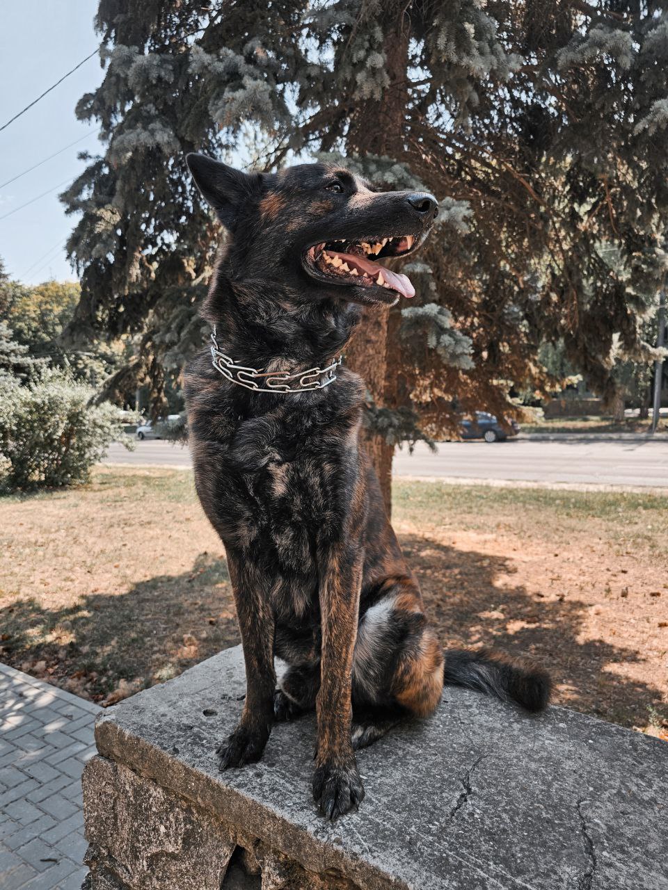my dog